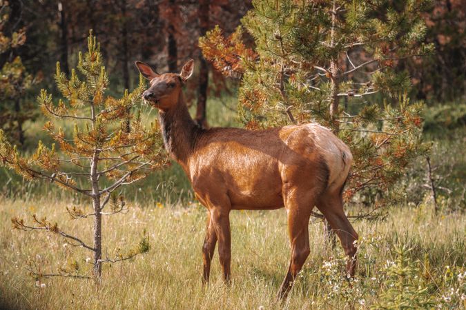 Brown deer on grass beside trees during daytime