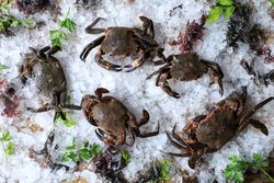 Big fresh crabs on cut ice cubes