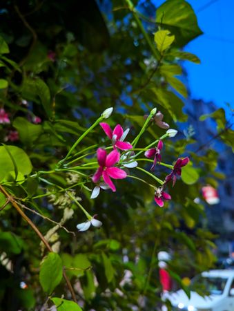 Rangoon creeper flower