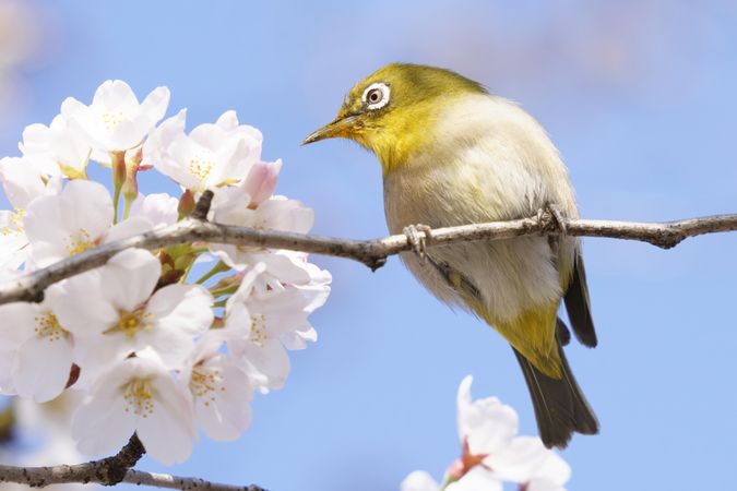 Close up of yellow bird in cherry blossom tree