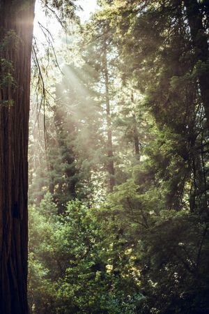 High green trees in forest in summer
