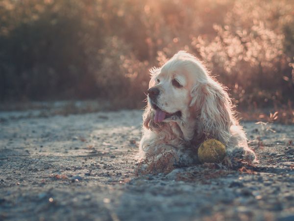 Funny dog lying on ground between plants