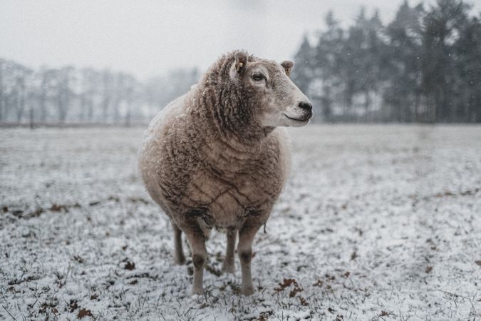Brown sheep on gray ground
