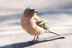 Brown common chaffinch on gray concrete floor