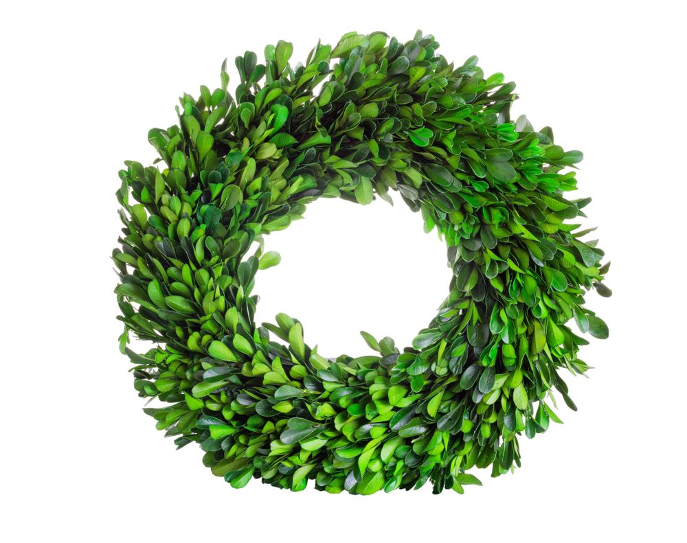 Wreath made of boxwood leaf wreath on blank background