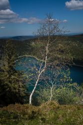 Birch tree above a lake