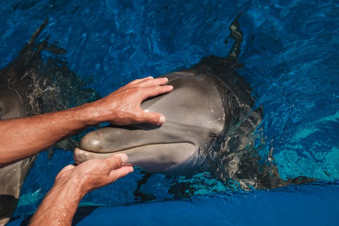 Man taking care of adorable dolphin in zoo