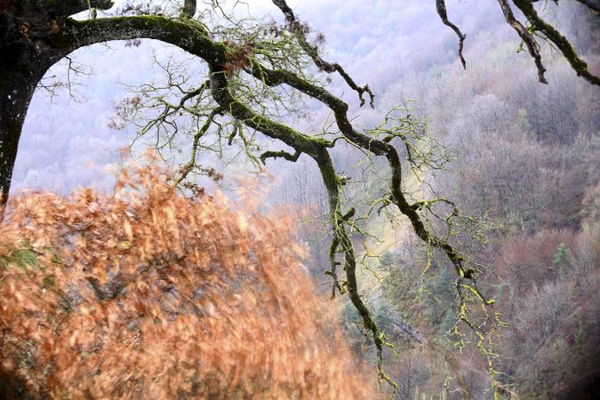 Green branches covered with moss