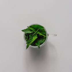 Top view of mug full of nettle leaves on light background