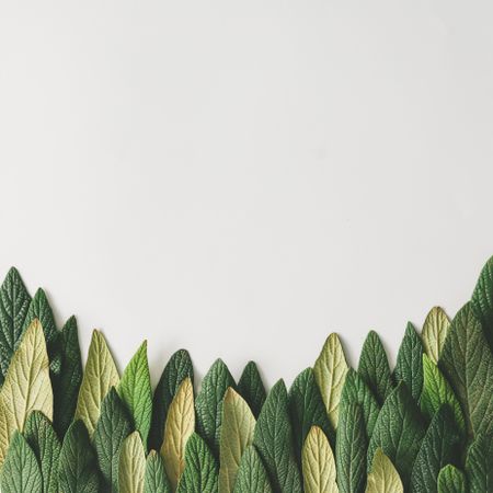 Green leaves in row on light  background