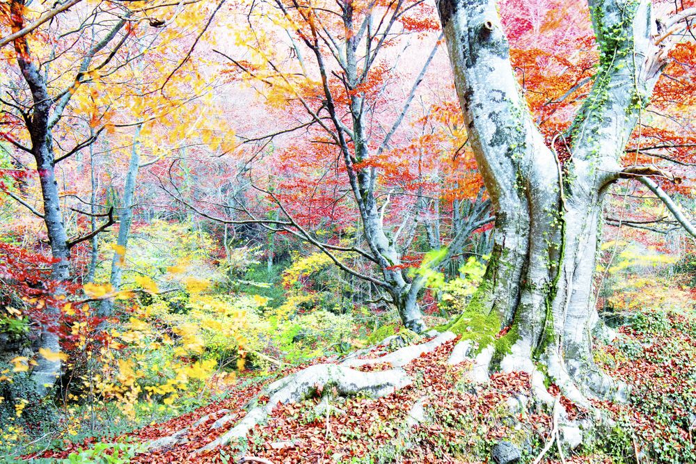 Majestic big tree with multicolored foliage in light