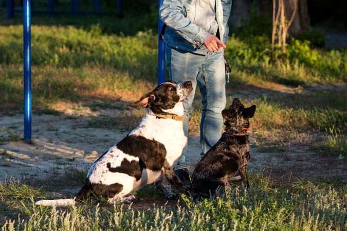 Man outdoors with two dogs during a training session.