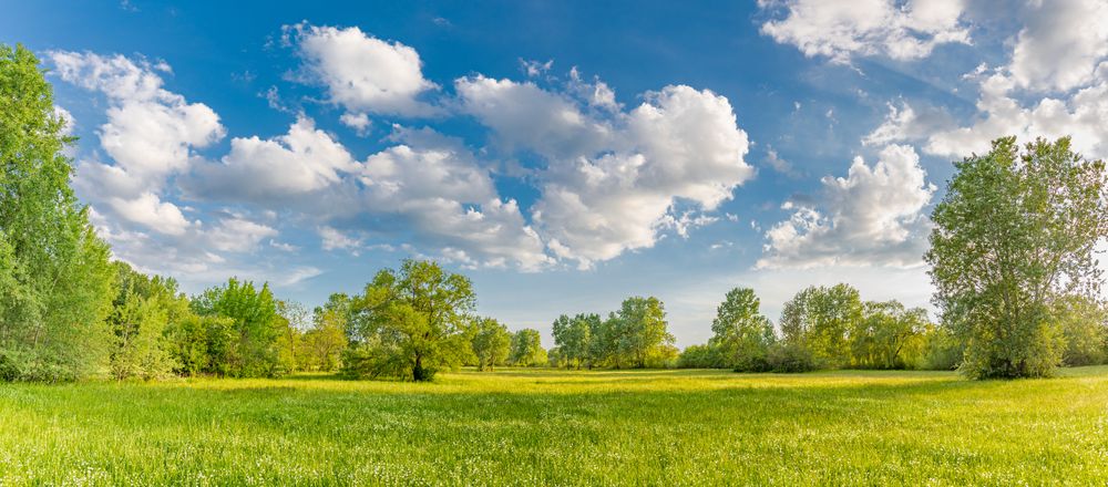 Green field with trees on a nice day, wide