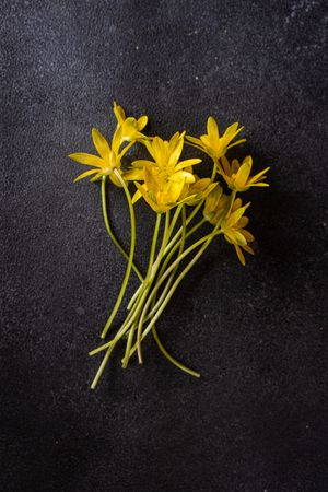 Yellow Ficaria verna flowers