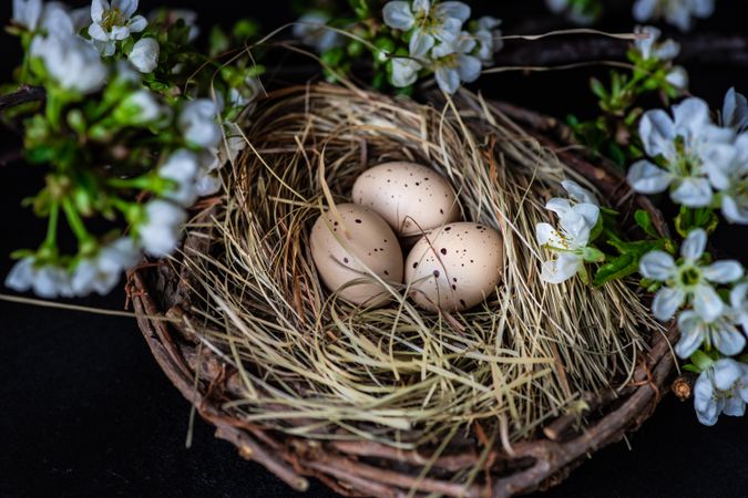Easter card concept of small speckled eggs in nest