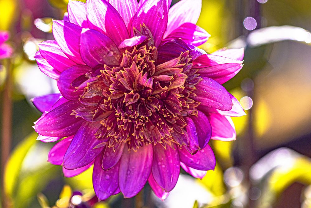 Vibrant pink dahlia flower on sunny day