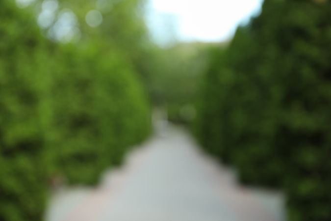 Green thuja trees alley road. Coniferous plant. Blurred background