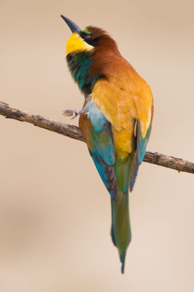 Bird standing on tree branch