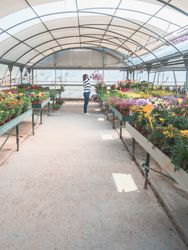Female standing holding flowerpot in greenhouse