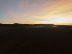 Solitary Tree in Misty Field at Sunrise.