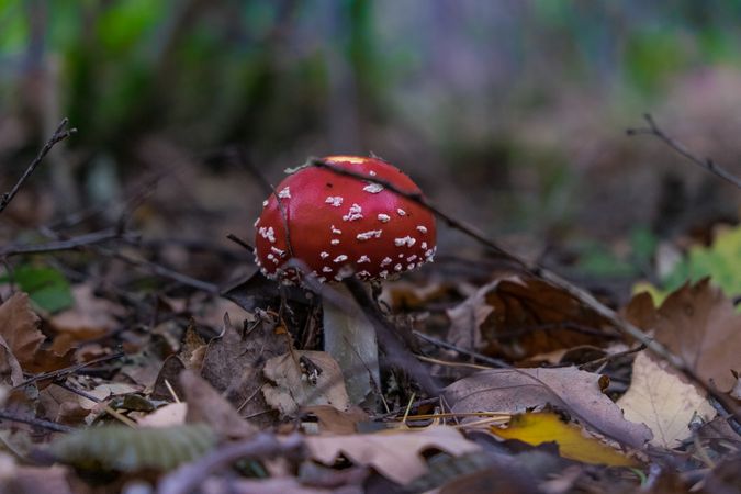 Single agaric mushroom on forest floor
