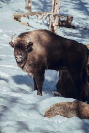 Buffalo pasturing between trees and snow