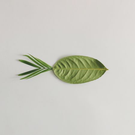 Green leaf in fish on light background