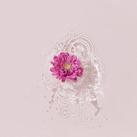 Single pink daisy on pink water