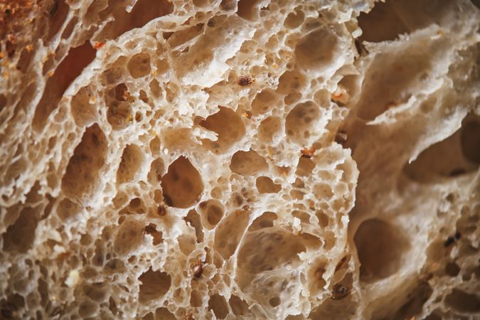 Organic sourdough bread crumb with whole wheat flour
