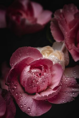 bouquet of pink carnations flowers