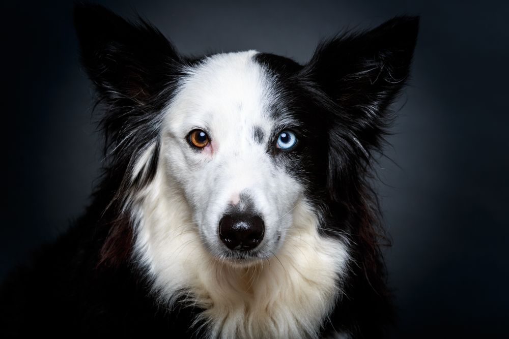 Funny dog with different eyes