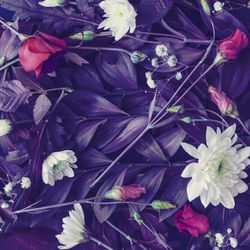 Tropic purple leaves layout