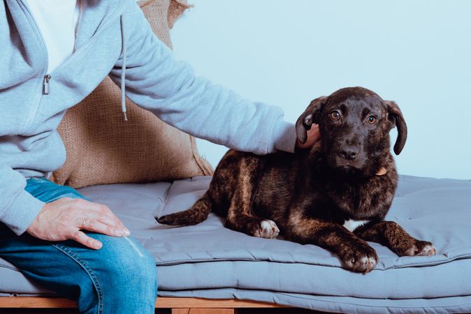 Crop man caressing charming dog on bed