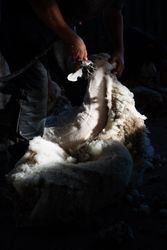 Crop man shearing sheep in barn