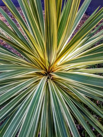 Cabbage-palm, close up