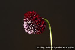 Red pincushion flower, side view 0W7nW0