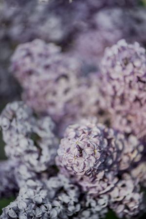 Hydrangea bloom, purple flower