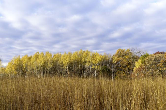 Trees behind prarie grass at Fontenac State Park in Frontenac, Minnesota