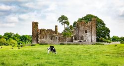 Dairy cows grazing in field near old castle