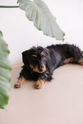 Cute dog under plant in home