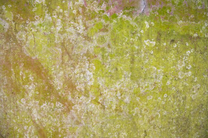 Lichen Fungi Green Moss Texture abstract background concrete wall. Rusty, Grungy, Gritty Vintage Background