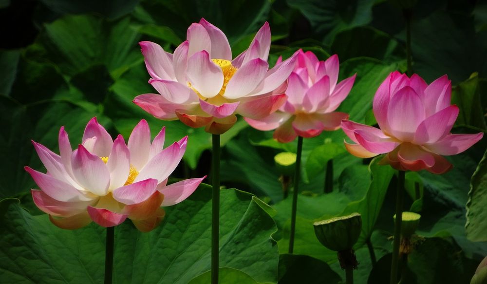 Pink lotus flowers
