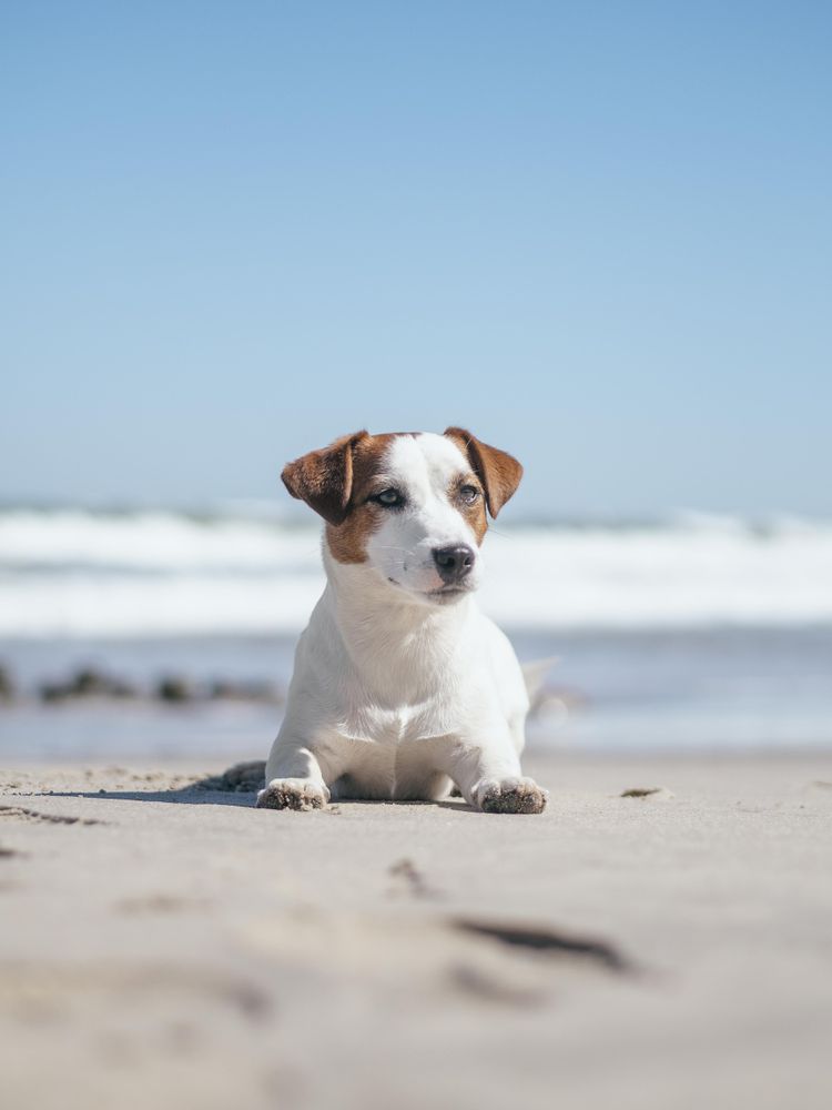Jack Russell sitting on beach