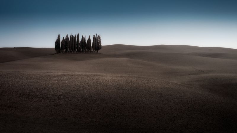 Small grove on empty dry field