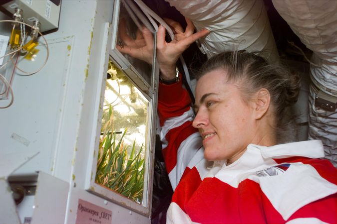 Biochemist Shannon W Lucid, former cosmonaut researcher, checks on wheat plants on space shuttle