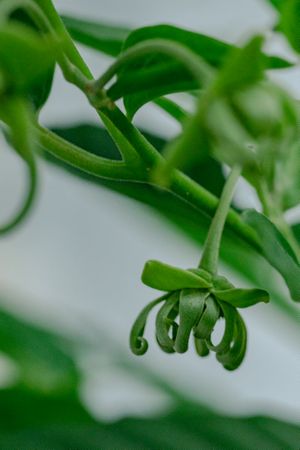the elegant beauty of the Cananga odorata flower, commonly known as kenanga.