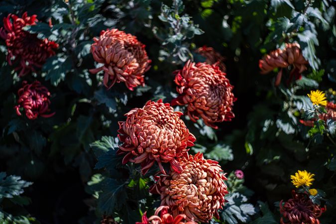 Autumnal garden in sunny day
