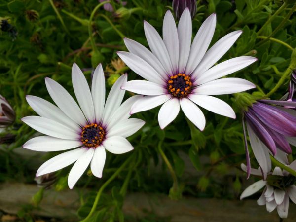 Purple African daisy surrounded by foliage