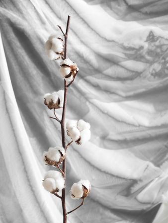 Arrangement with cotton flowers on branch