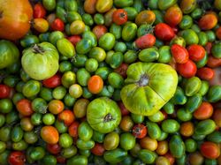 Cherry and heirloom tomatoes